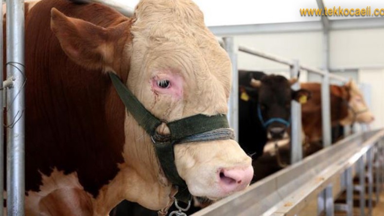 Bayrama Sayılı Günler Kala Peşpeşe Uyarılar