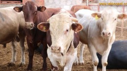 Diyanet İşleri’nden ‘Kurbanlık’ Uyarısı