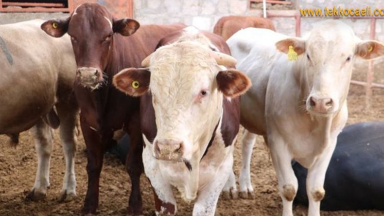 Diyanet İşleri’nden ‘Kurbanlık’ Uyarısı