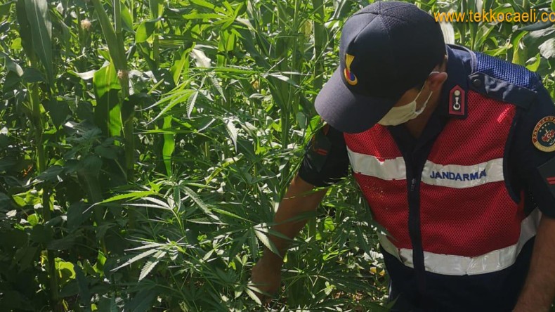 Suadiye’de 104 Kök Kenevir Ele Geçirildi