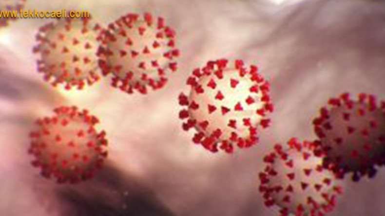 Korkunç Rakam; Türkiye’deki Virüs Taşıyıcı Sayısını Açıkladı
