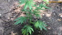 Kartepe’de Kenevir Operasyonu; 3 Gözaltı