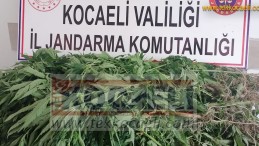 Karamürsel’de Yüzlerce Kök Kenevir Ele Geçirildi