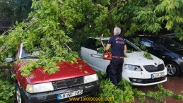 İzmit Tren Garında Ağaç Devrildi