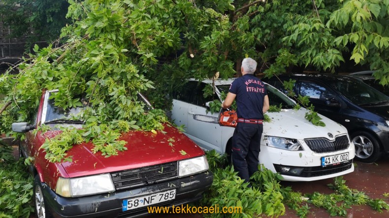İzmit Tren Garında Ağaç Devrildi