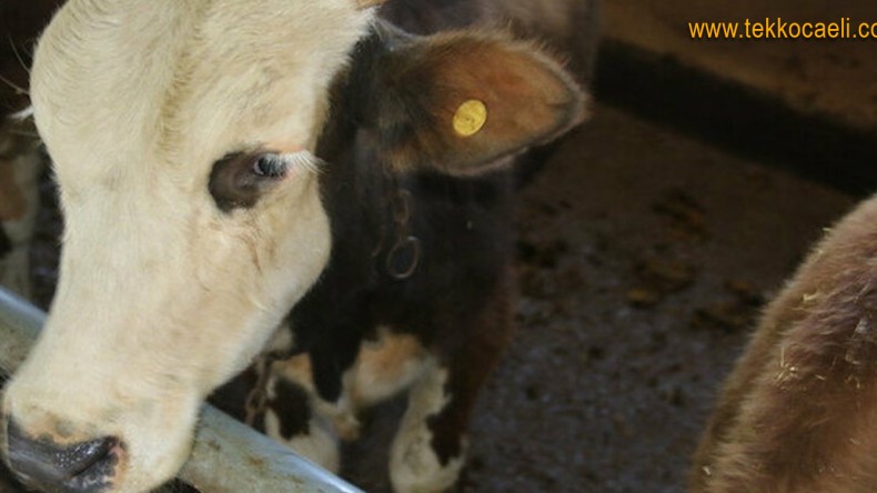 Bilim Kurulu Üyesi’nden Kurban Bayramı Çıkışı