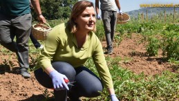 Başkan Hürriyet, İlk Hasadı Kendi Elleriyle Topladı