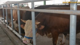 İzmit’te Modern Hayvan Pazarına İlk Kurbanlıklar Geldi