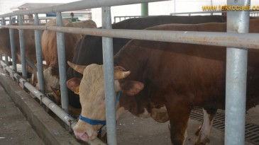 İzmit’te Modern Hayvan Pazarına İlk Kurbanlıklar Geldi