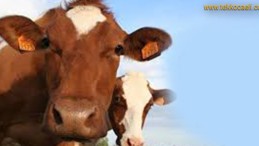 Kurban Kesecekler Dikkat!