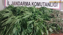 Kartepe Nusretiye’de Kenevir Operasyonu