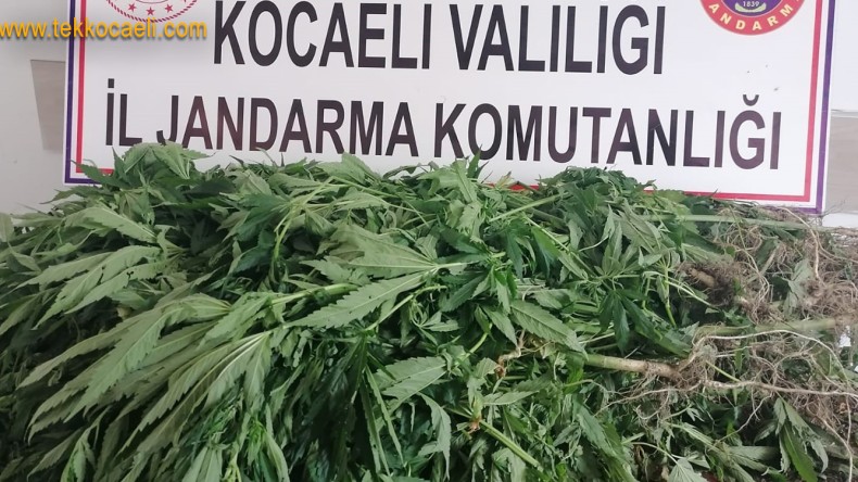 Jandarma’dan Karamürsel’de Kenevir Operasyonu