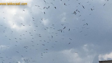 Leylekler Gökyüzünde Adeta Dans Etti