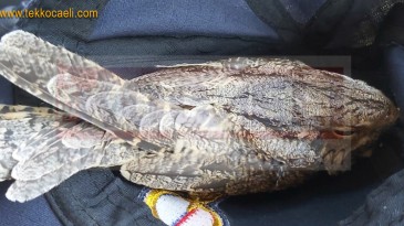 Nesli Tükenmekte Olan Baygın Kuş Böyle Kurtarıldı