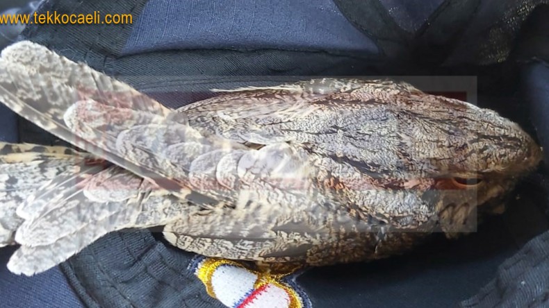 Nesli Tükenmekte Olan Baygın Kuş Böyle Kurtarıldı