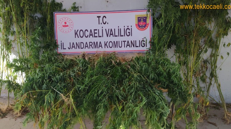 İzmit Kabaoğlu’nda Kenevir Operasyonu