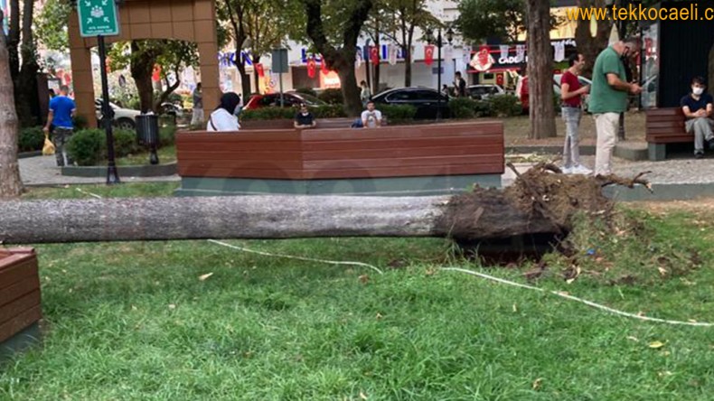 İzmit Yeni Cuma Parkında Ağaç Devrildi