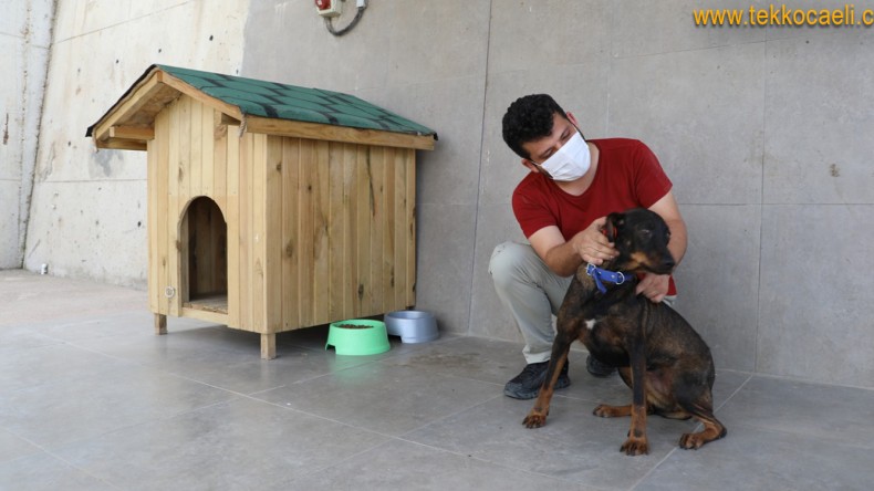 Türkiye’nin İlgi Odağı Olan Köpek, Artık Özel Barınağında