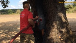 Asırlık Meşe Ağacını Yakmaya Kalktılar