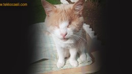 Derviş İsimli Kedi Kayboldu Aranıyor