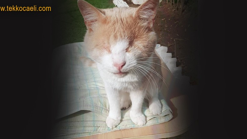 Derviş İsimli Kedi Kayboldu Aranıyor