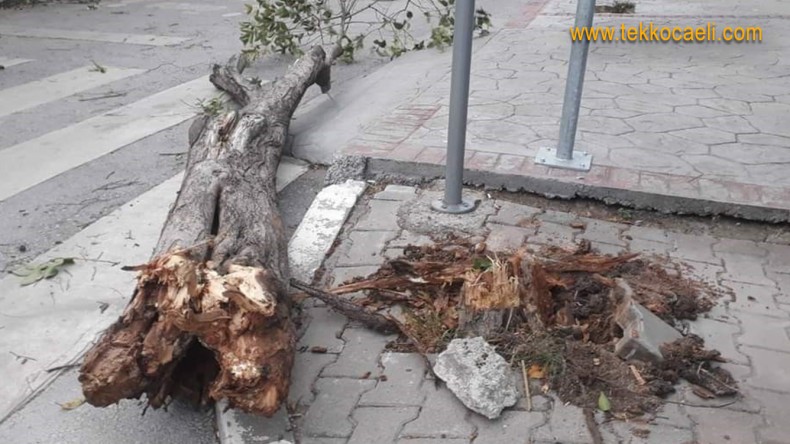 Şiddetli Lodos ve Fırtına Hayatı Felç Etti