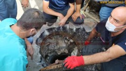 Kanalizasyonda Mahsur Kalan Köpek Böyle Kurtarıldı