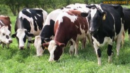 Derince Belediyesi’nden Besicilere Baskı ve Ceza