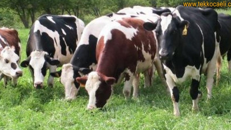 Derince Belediyesi’nden Besicilere Baskı ve Ceza