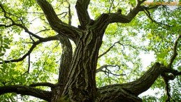 Ceviz Ağacından Düşen Şahıs Can Verdi