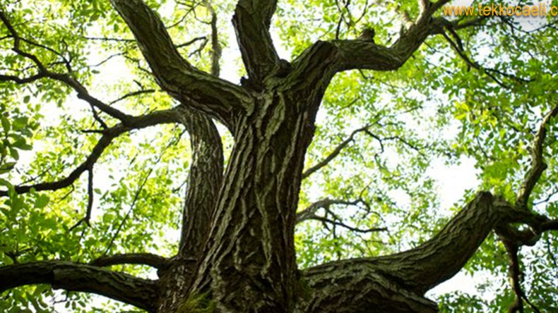 Ceviz Ağacından Düşen Şahıs Can Verdi
