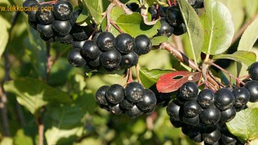 Geri Sayım Başladı; Süper Meyve ‘Aronya’ Geliyor