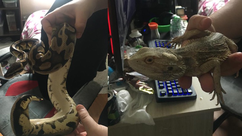 Ev Değil Adeta Hayvanat Bahçesi; Görenler Şaşırdı