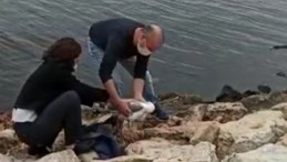 Uçamayan Martıya Yardım Eli