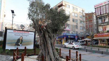 600 Yıllık Ağaç, İzmit’in Sembollerinden Olacak