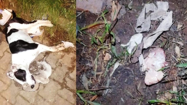 Karamürsel Ereğli’de 4 Köpek Öldürüldü