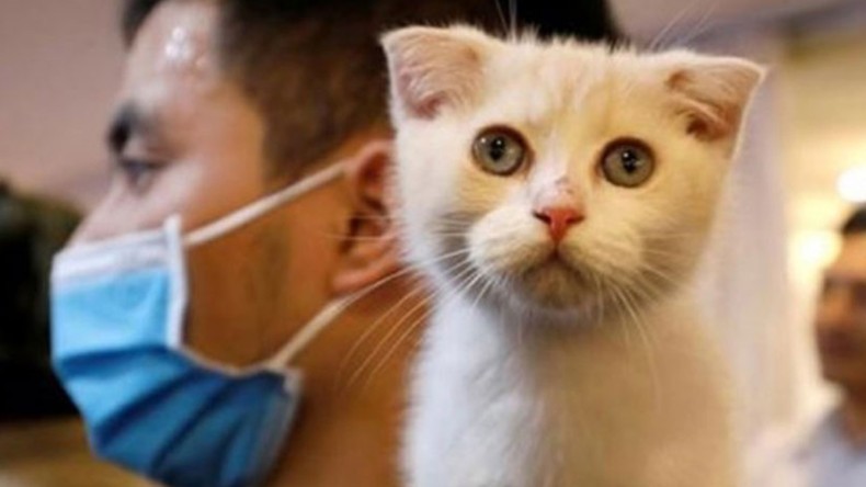 ŞOK! Kedi Korona’ya Yakalandı