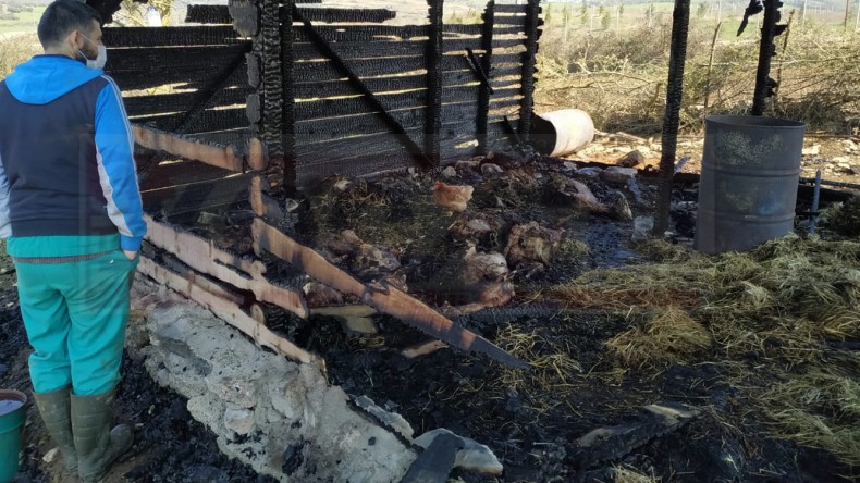 Kandıra’daki Yangında Hayvanlar Telef Oldu