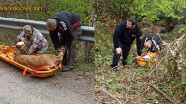Uçurumdan Düşen Buzağıyı Kocaeli İtfaiyesi Kurtardı