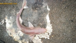 Denizlerin Nazik Devleri İzmit Körfezi’nde Görüldü