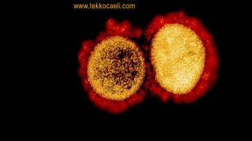 Korona İnsanlığa Bela Oldu; Çok Kötü Haber…