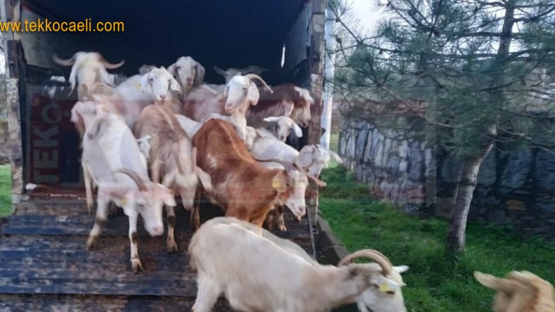 Köylerde Dolandırıcılık; Hayvanları Böyle Çaldılar