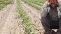 Çiftçinin Borcu Yeniden Yapılandırılacak