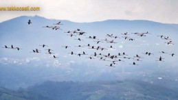 İzmit Körfezi, Flamingoların Yuvası Oldu