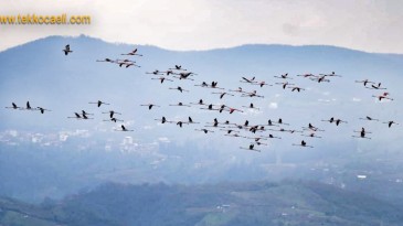 İzmit Körfezi, Flamingoların Yuvası Oldu