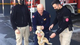 Ağaçta Mahsur Kalan Kedi Böyle Kurtarıldı