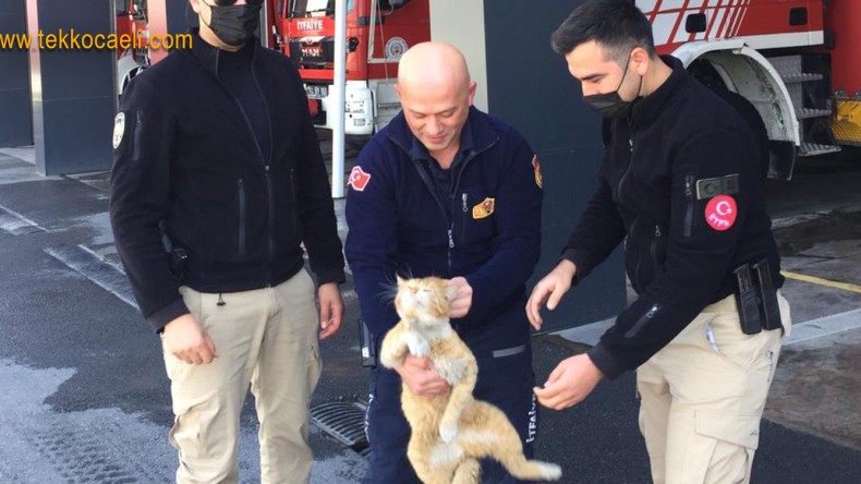 Ağaçta Mahsur Kalan Kedi Böyle Kurtarıldı