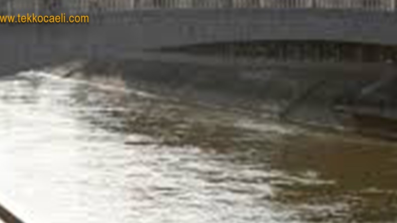 Arıların Saldırısı İmamı Öldürdü