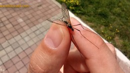 Kocaeli Büyükşehir’den Açıklama; Endişe Verici…