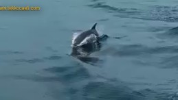 İzmit Körfezi’nde Yunuslardan Sürpriz